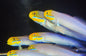 Gold Head Sleeper Lg Goby