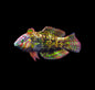 Gold Nugget Female Wrasse