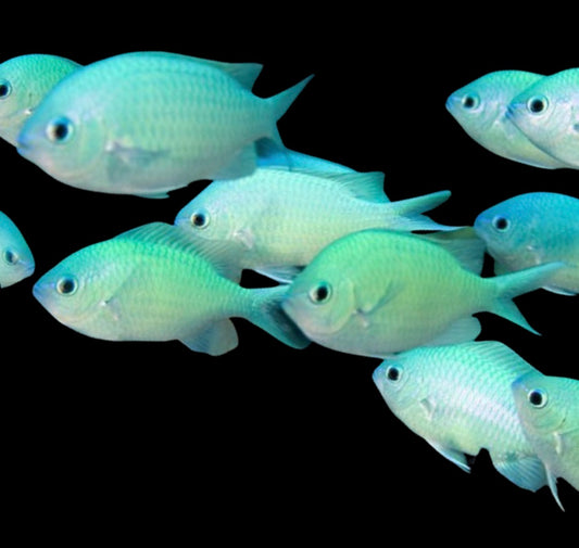 Green Lg Chromis