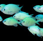 Green Lg Chromis