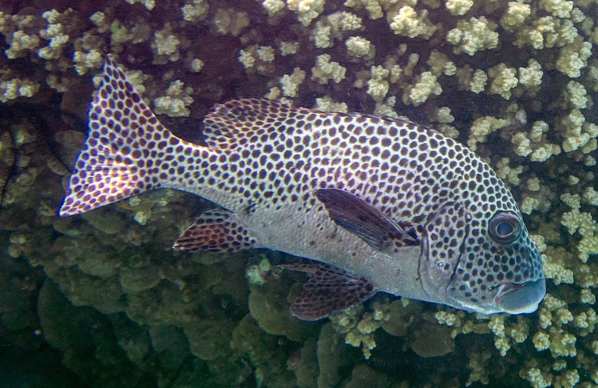 Harlequin Sweetlips