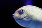 Unicorn Spotted Tang