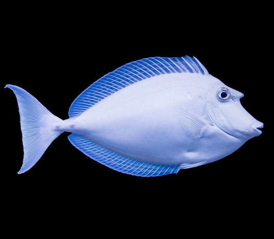 Unicorn White Margin Tang