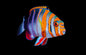 Tusk Lg Harlequin