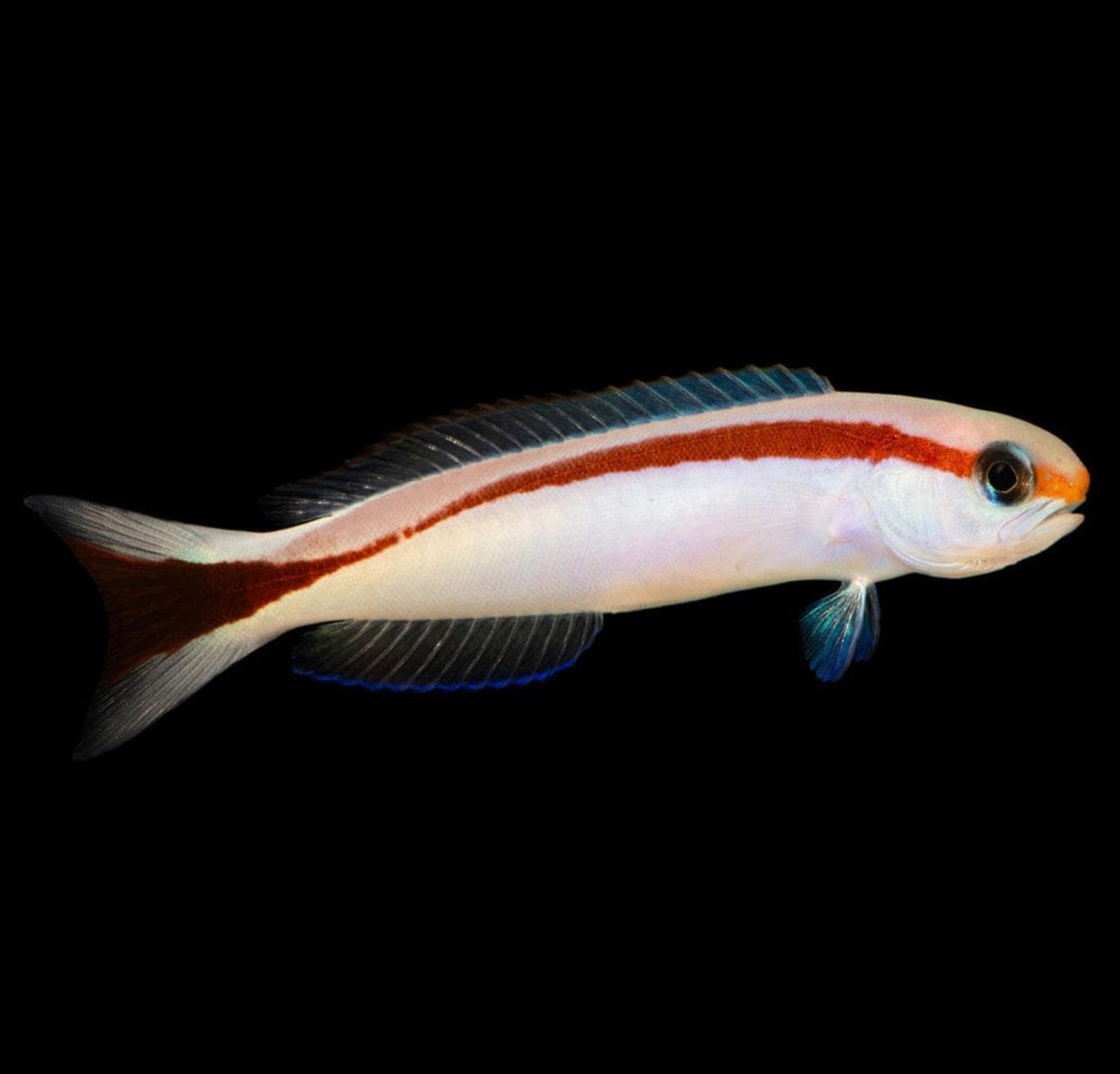 Skunk Tilefish