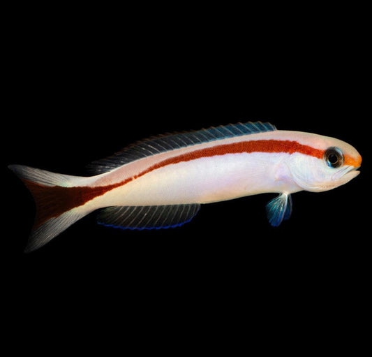 Skunk Tilefish