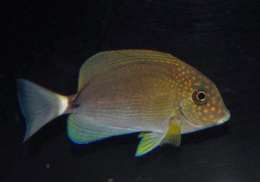 Maculiceps Tang