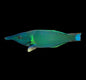 Bird Green Xlg Wrasse