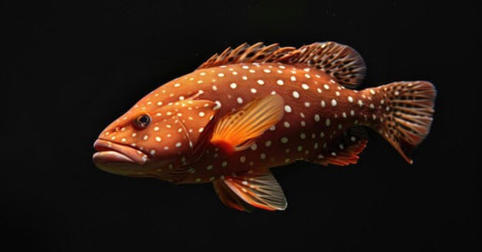 White Spotted Grouper