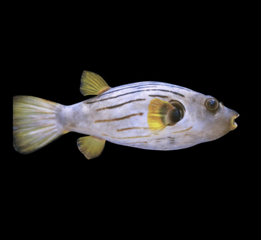 Manilensis Striped Puffer