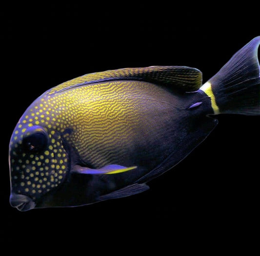 Maculiceps Lg Tang