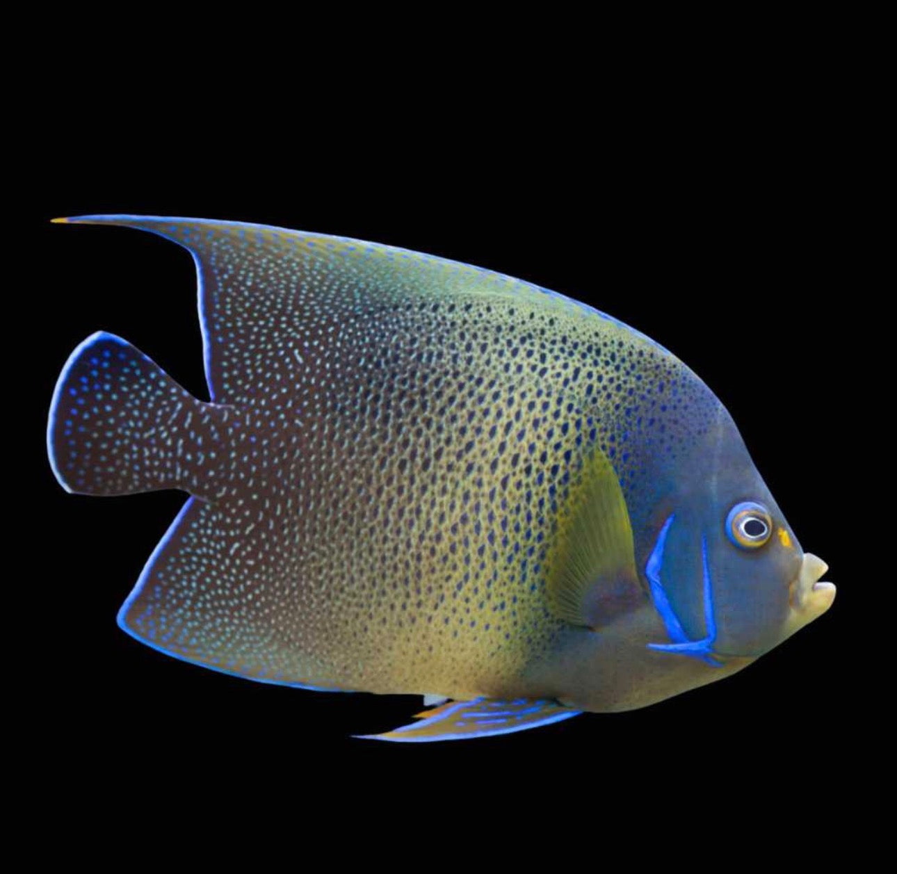 Semicirculatus - Adult Angel