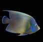 Semicirculatus - Adult Angel