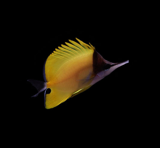 Longnose Yellow Butterfly