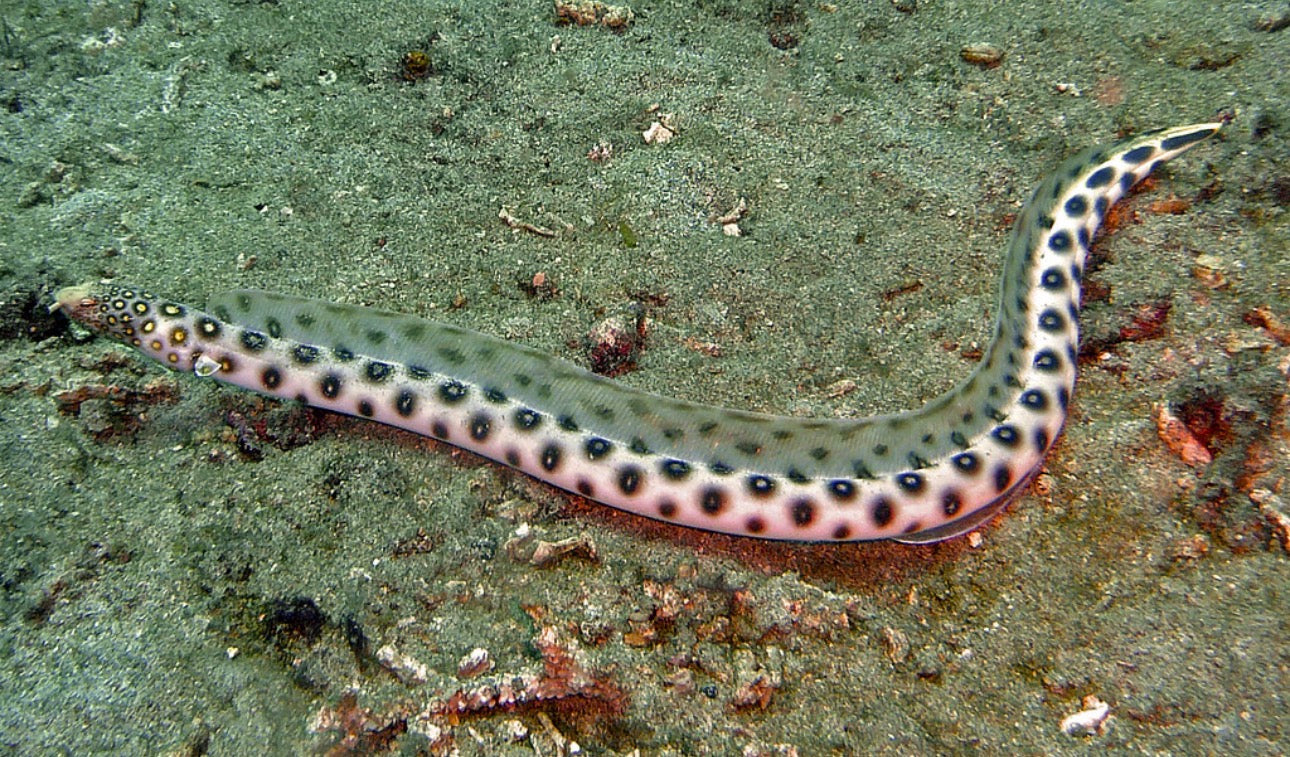 Snake Spotted Eel