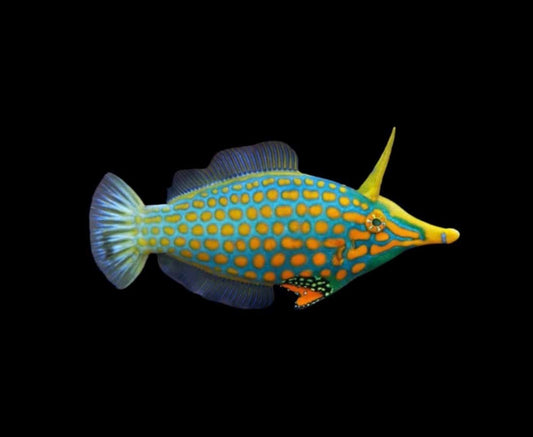 Orange Spotted Filefish