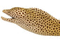 Tesselata Eel