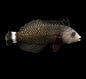 Dragon Lg Wrasse