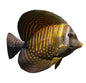 Sailfin Desjardinii Sm Tang