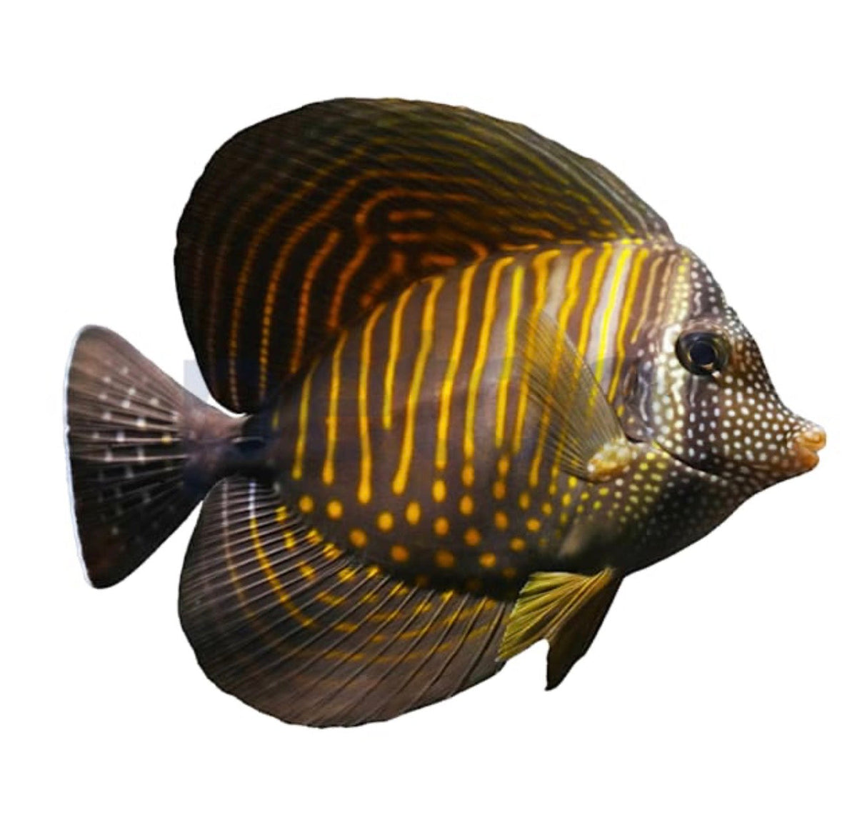 Sailfin Desjardinii Tang