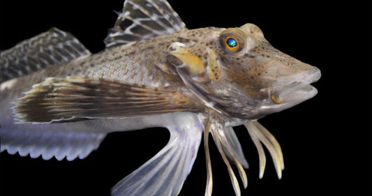 Sea Robin