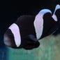 Saddleback Clown