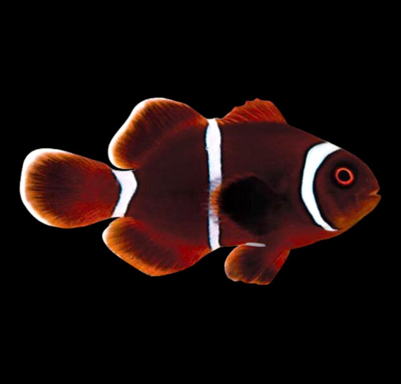 Maroon Clown