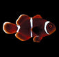Maroon Clown