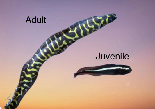 Stripe Engineer Goby JUV