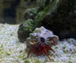 Scarlet Hermit Crab