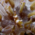 Sexy Shrimp