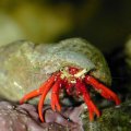 Sm Hermit Crab
